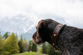 Bild in Galerie-Betrachter laden, Zugstopphalsband Zugstopp Halsband Hundehalsband Leder Blattschuss