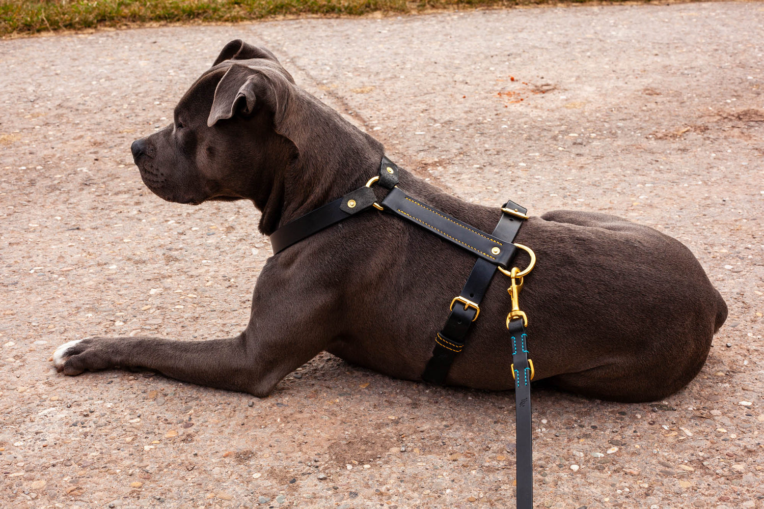 Geschirr Hundegeschirr Ledergeschirr Hund Leder auf Maß