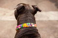 Bild in Galerie-Betrachter laden, Halsband bunt Leder
