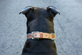 Bild in Galerie-Betrachter laden, exklusives Hundehalsband aus Leder Hundeequipment