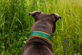 Bild in Galerie-Betrachter laden, Lederhalsband HUndehalsband