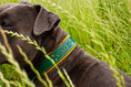Bild in Galerie-Betrachter laden, Hundehalsband aus Leder mit Lochmuster Halsband Lederhalsband Grün