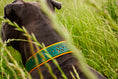 Bild in Galerie-Betrachter laden, Hundehalsband aus Leder mit Lochmuster Halsband Lederhalsband Grün Gelb