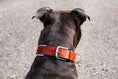 Bild in Galerie-Betrachter laden, Halsband Hundehalsband Lederhalsband Hund gepolstert
