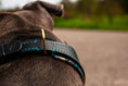 Bild in Galerie-Betrachter laden, Hundehalsband aus Leder weich gepolstert
