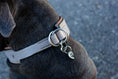 Bild in Galerie-Betrachter laden, Handgemachtes Lederhalsband Hundehalsband Zugstopp Halsband grau taupe