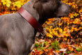 Bild in Galerie-Betrachter laden, Zugstopphalsband für Hunde Hundehalsband aus Leder