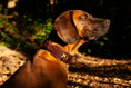 Bild in Galerie-Betrachter laden, Schweißhalsung, Schweisshalsung aus Leder für Jagdhunde, hunde wie Teckel, Gebirgsschweißhund und weitere Hunderassen.