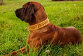 Bild in Galerie-Betrachter laden, Hundehalsband mit Name und Telefonnummer. Personalisiertes Zugstopp Halsband, Retrieverhalsband, Schlupfhalsband aus Leder mit Branding. Zugstopphalsband mit Name