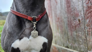 Markenhalsband aus Leder für Hunde