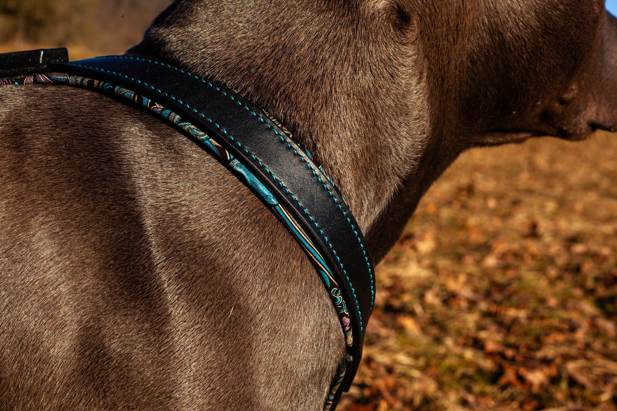 Brustgeschirr Hund Leder