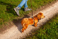 Bild in Galerie-Betrachter laden, Geschirr Leder Hund
