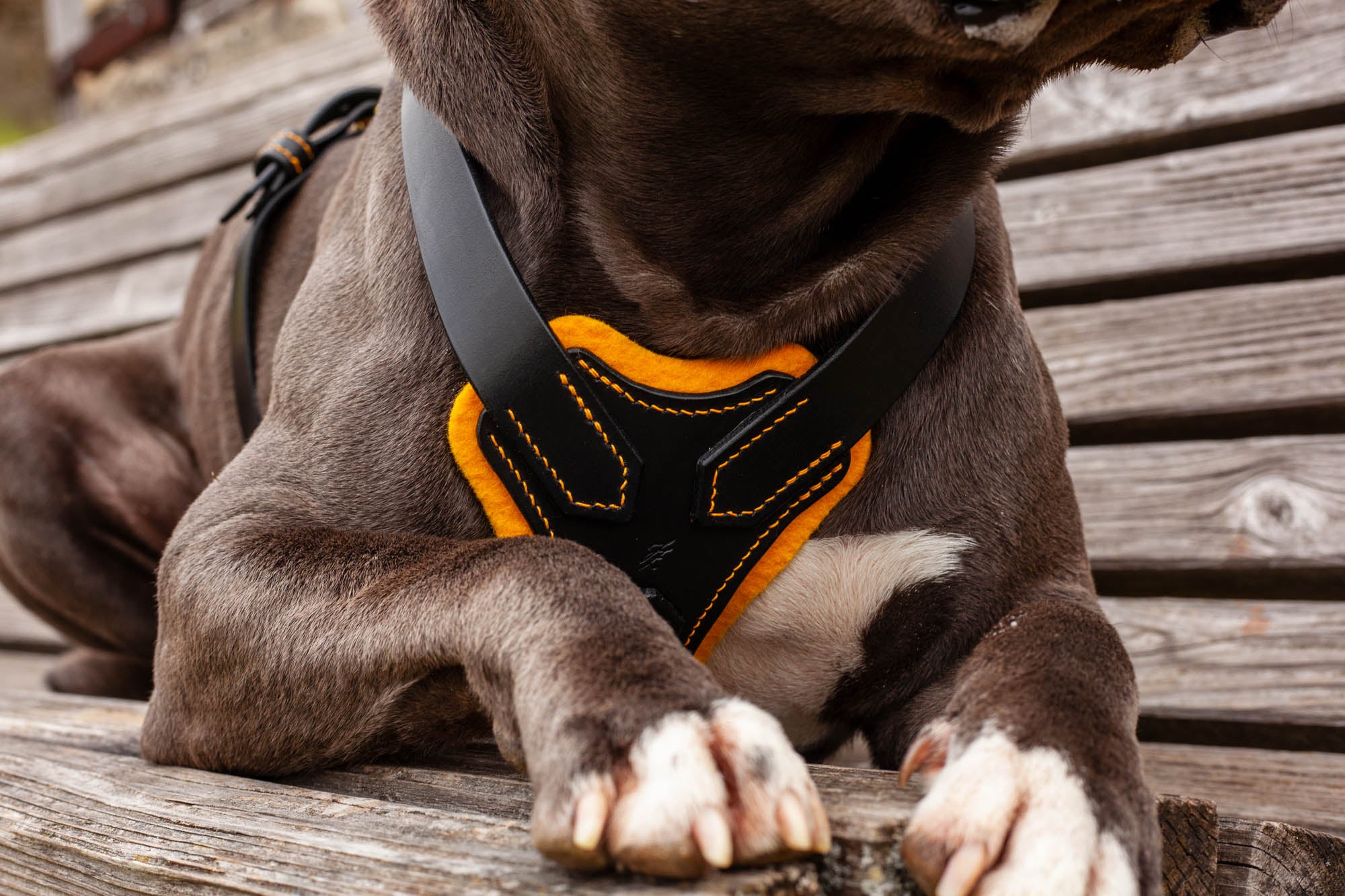 Geschirr Hund Leder Filz