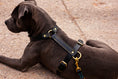Bild in Galerie-Betrachter laden, maßgefertigtes Hundegeschirr aus Leder mit Wollfilz
