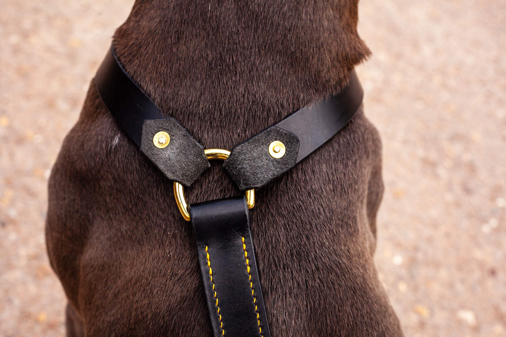 Geschirr-Leder-Hundegeschirr-schwarz