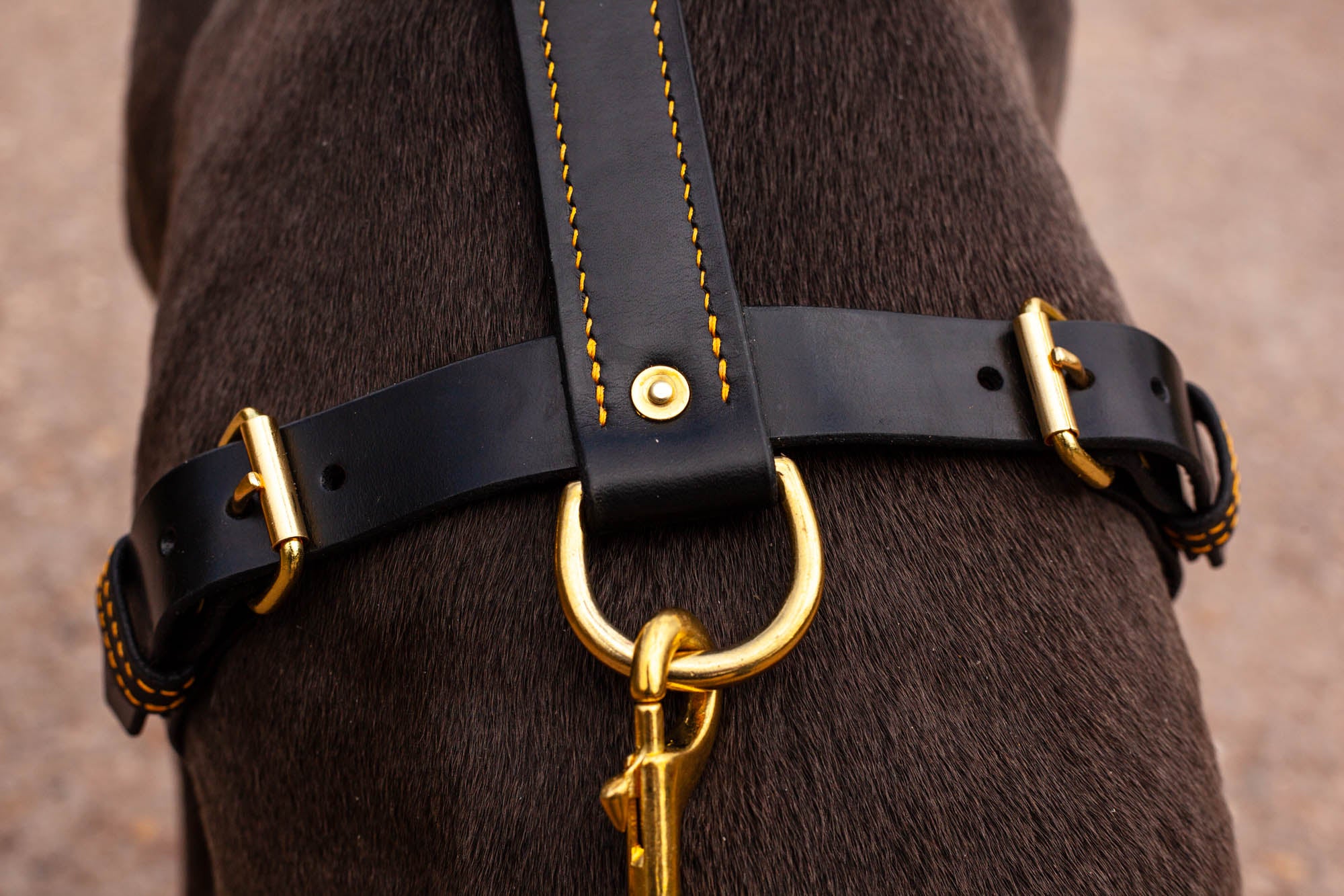 Hundegeschirr aus Leder 