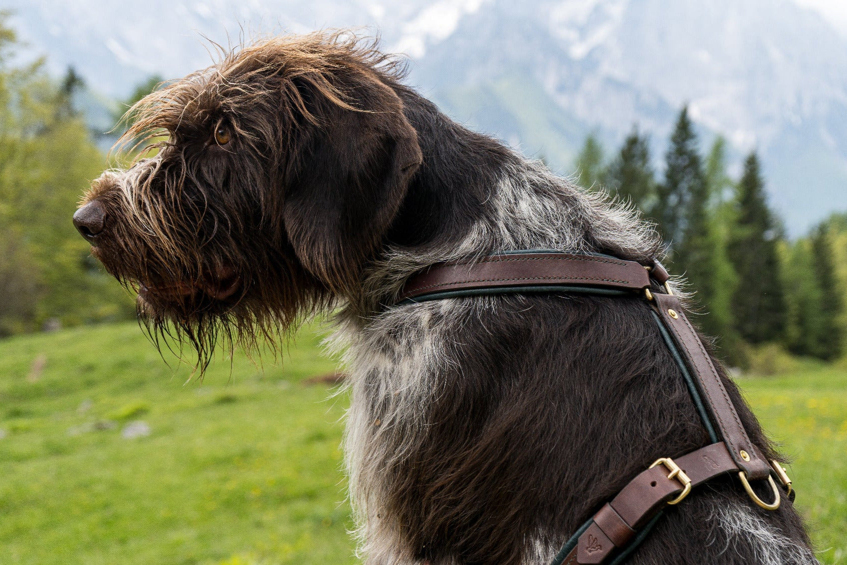 Geschirr Leder Hundegeschirr Hund