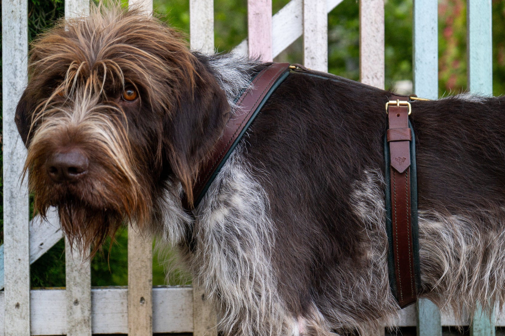 Geschirr Leder Hund Hundegeschirr nach Mass Massanfertigung 