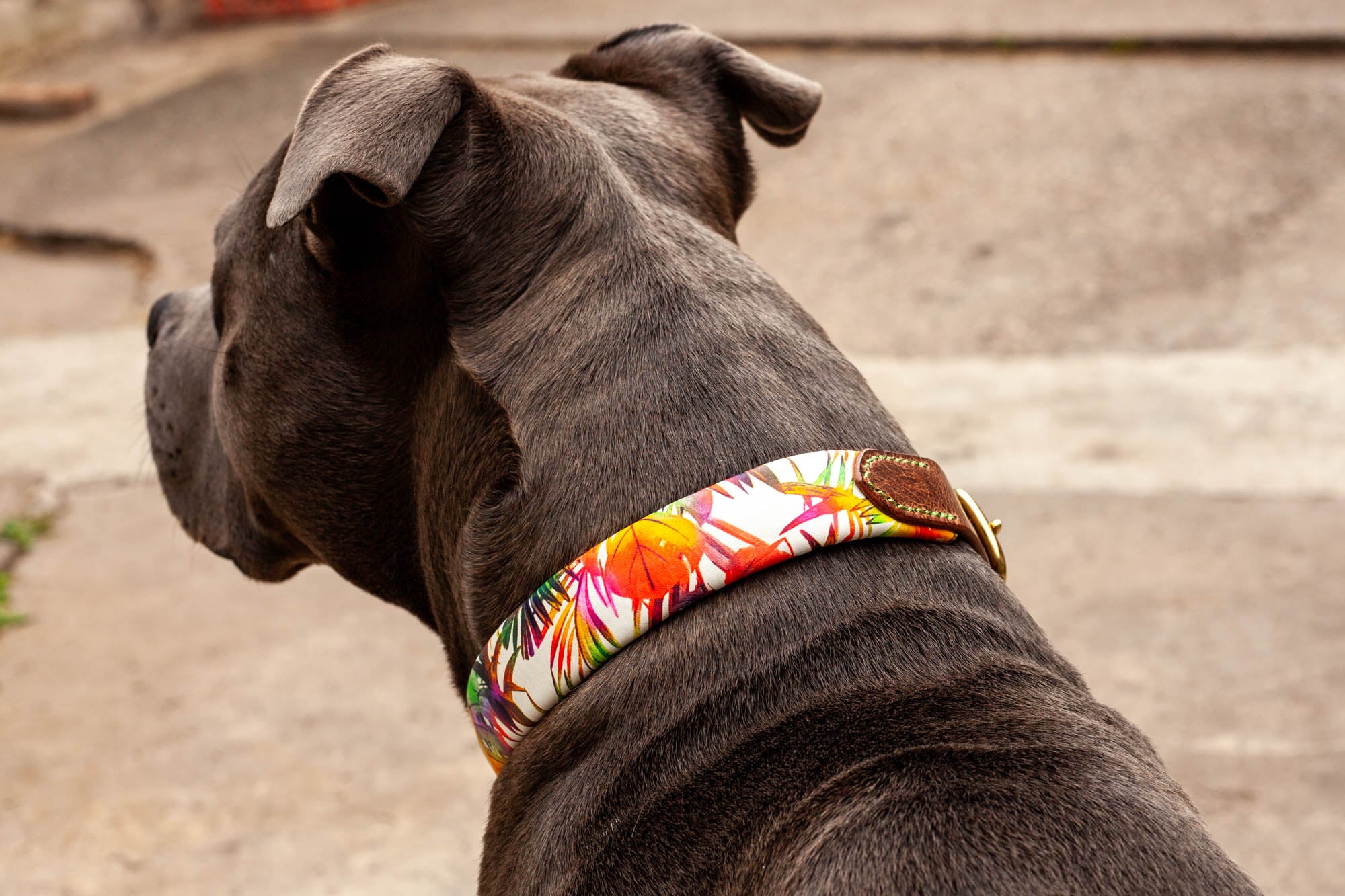 leichtes weiches Hundehalsband Leder