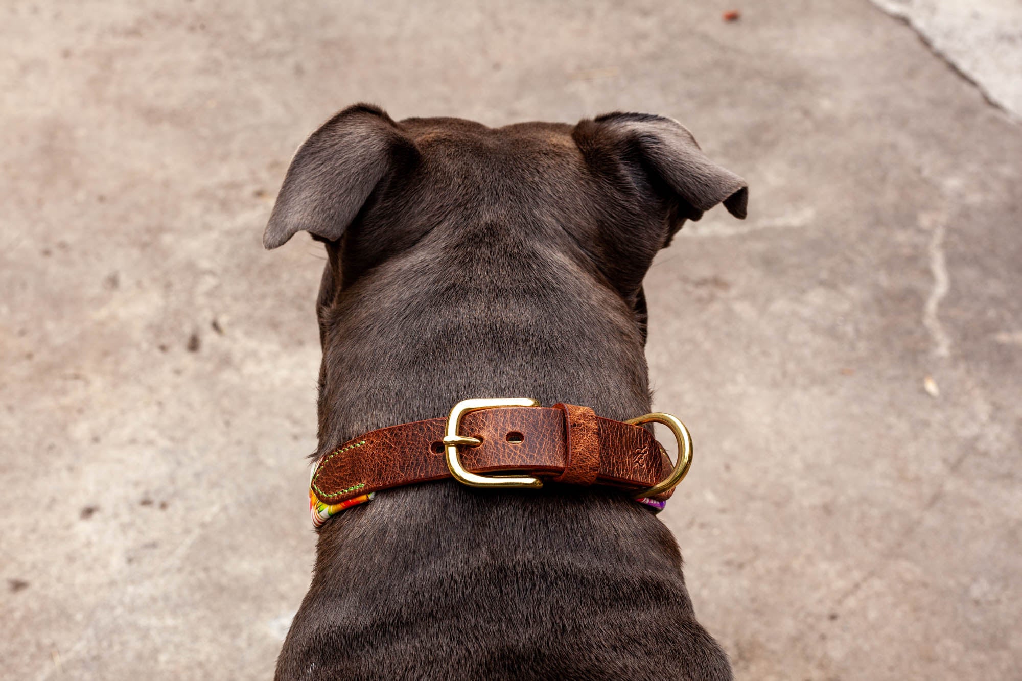Lederhalsband weich Hund
