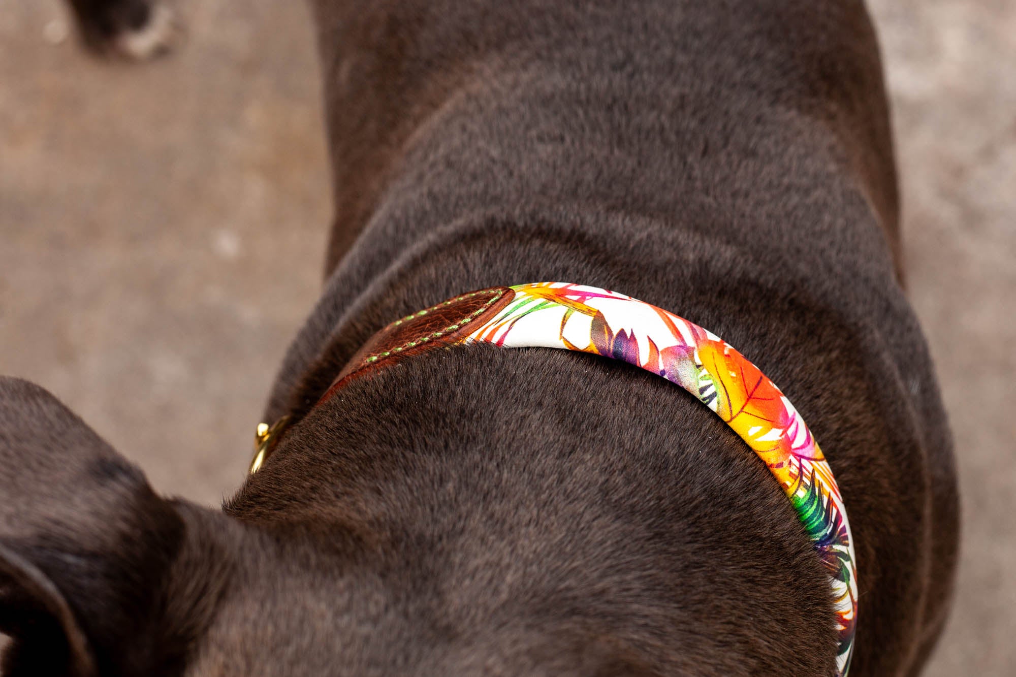 exklusives Hundehalsband Leder bunt
