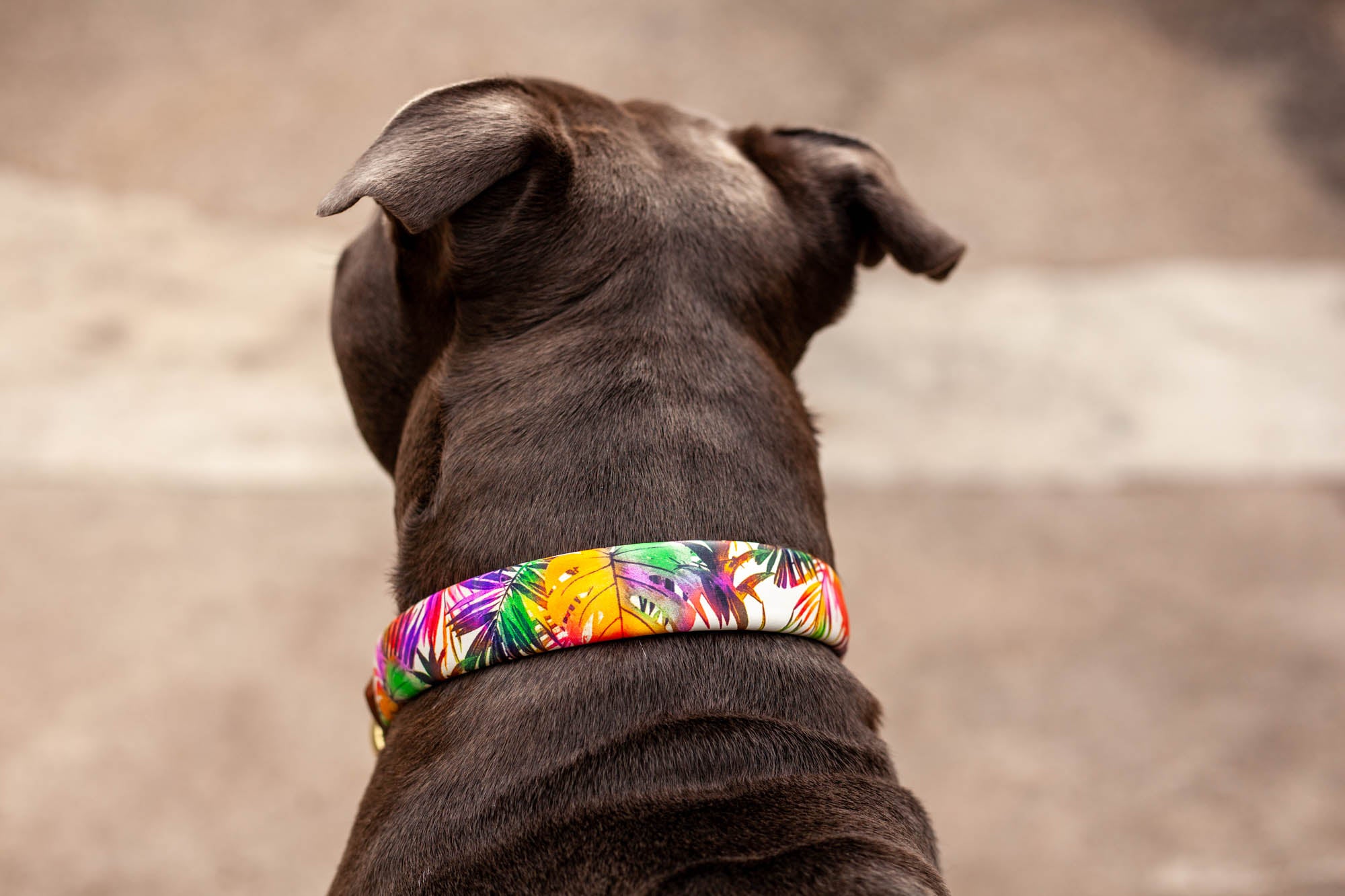 Halsband bunt Leder