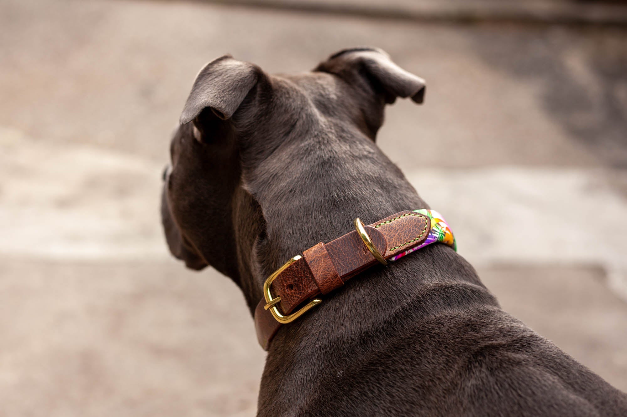 Hundehalsband bunt weich