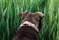Bild in Galerie-Betrachter laden, Hundehalsband graues Leder
