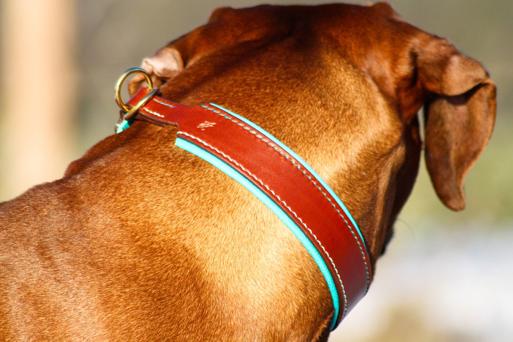 Zugstopphalsband Zugstopp Halsband mit türkisem Futter, Hundehalsband unterfüttert