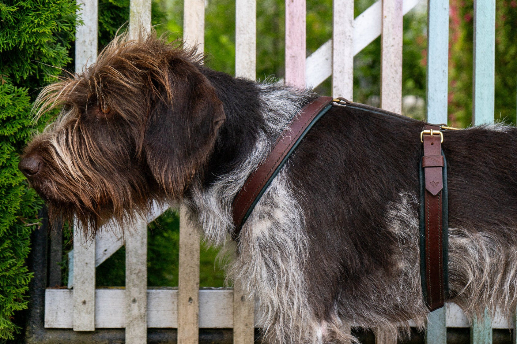 Hundegeschirr Brustgeschirr Geschirr aus Leder für Hunde Maßanfertigung