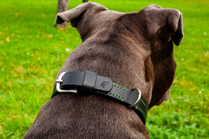 Hundehalsband Halsband aus Leder für Hunde schwarz