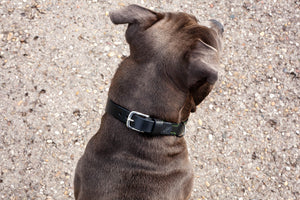 Hundehalsband Leder