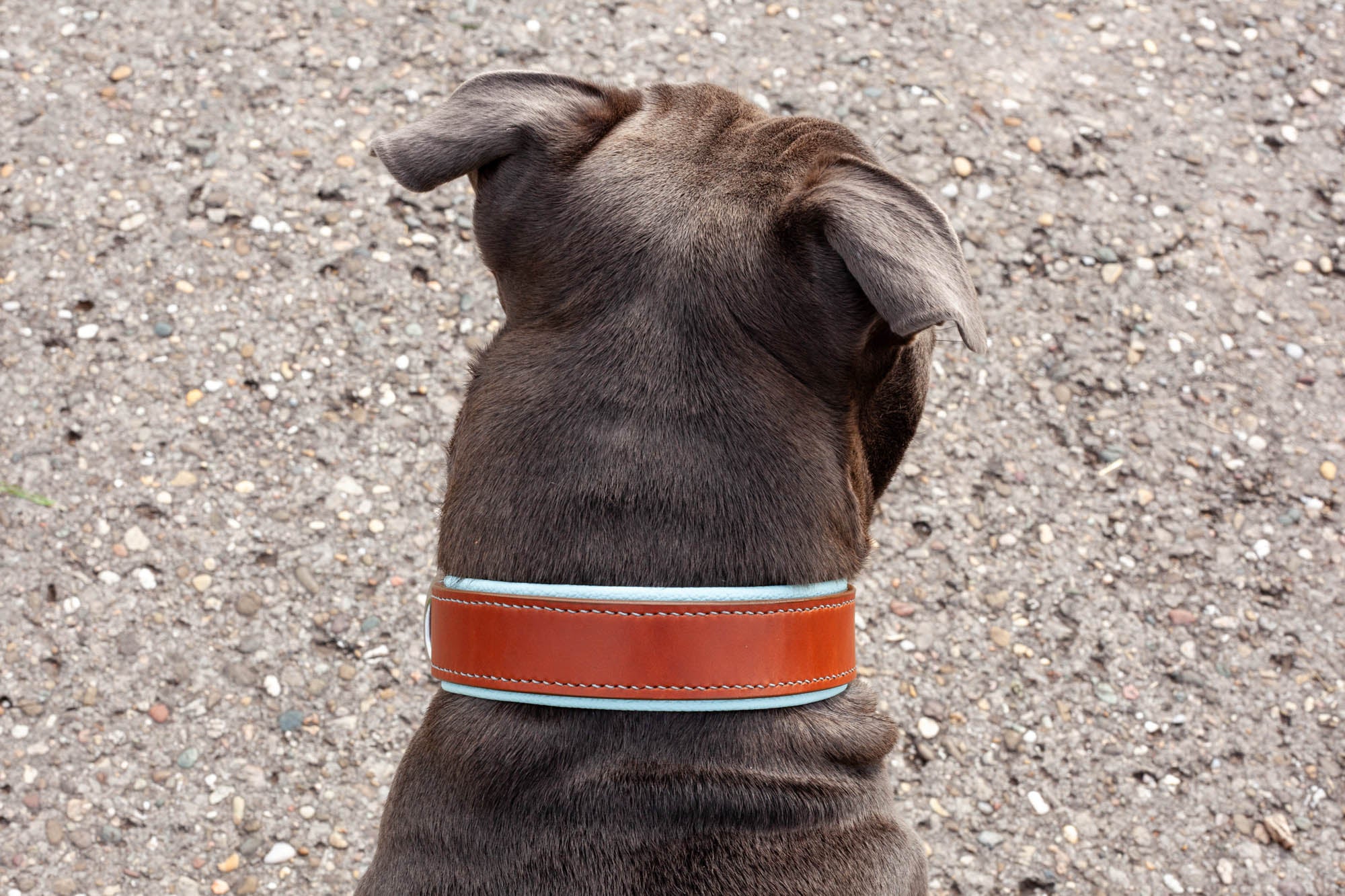 Hundehalsband Halsband für Hunde aus Leder