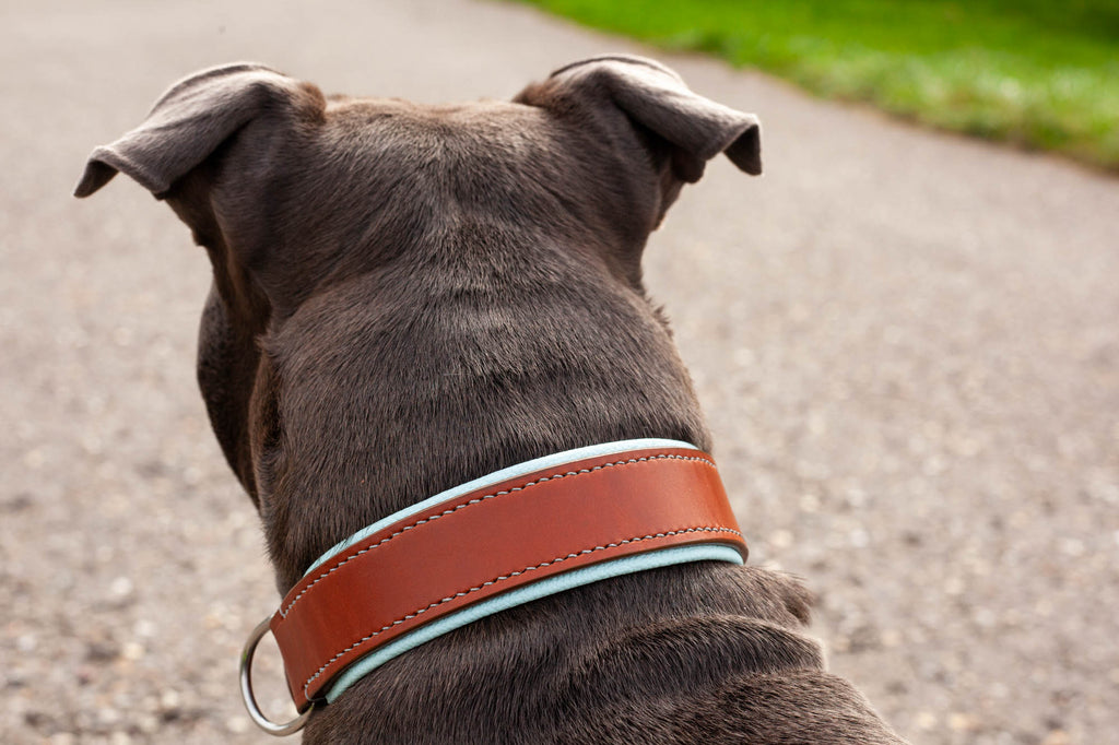 gefüttertes Hundehalsband aus Leder