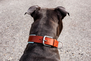 Halsband Hundehalsband Lederhalsband Hund gepolstert