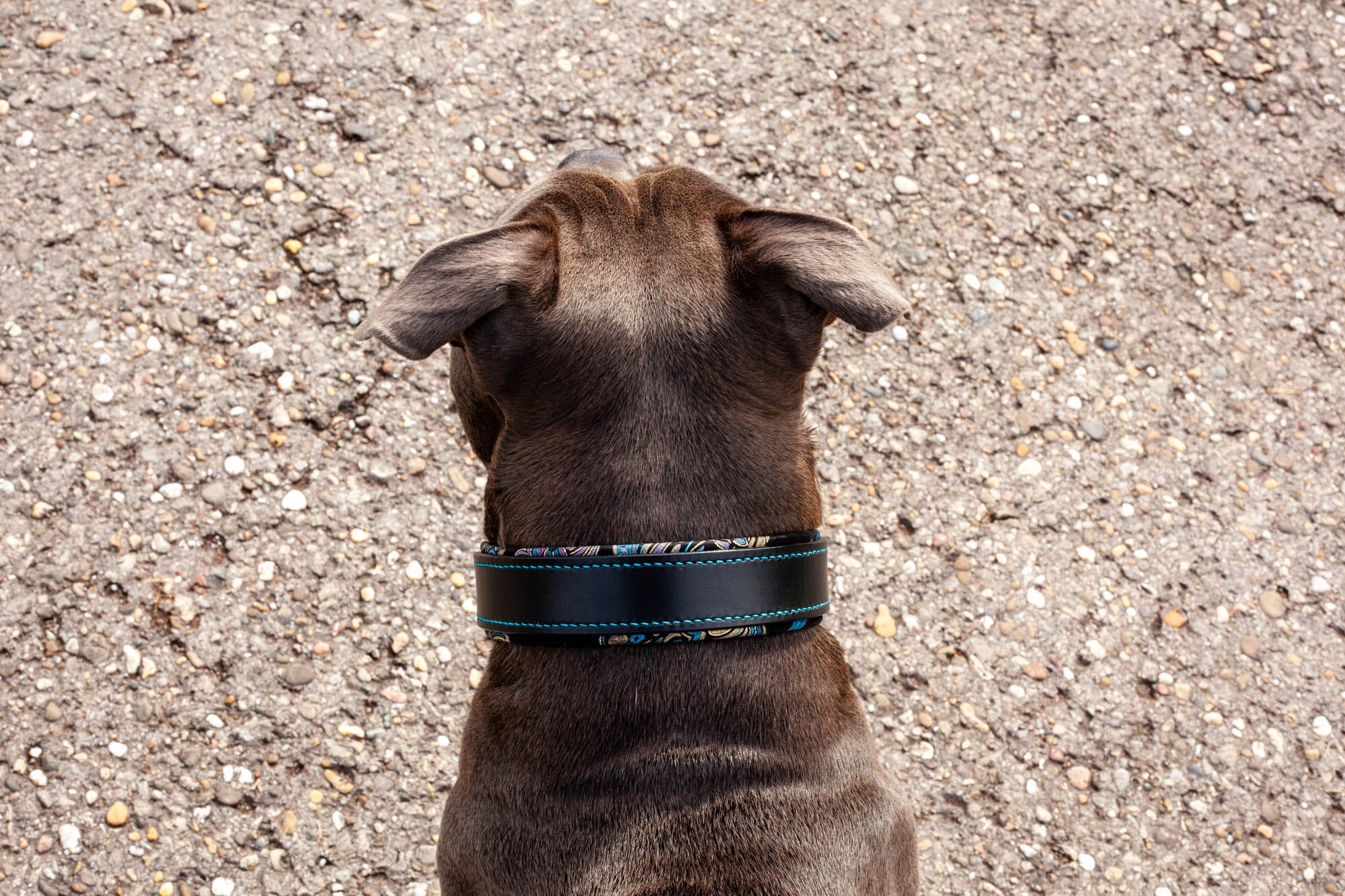 Hundehalsband Halsband Hund Leder