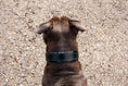 Bild in Galerie-Betrachter laden, Hundehalsband Halsband Hund Leder
