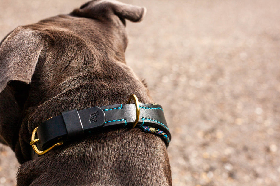 maßgefertigtes Hundehalsband Lederhalsband Halsband