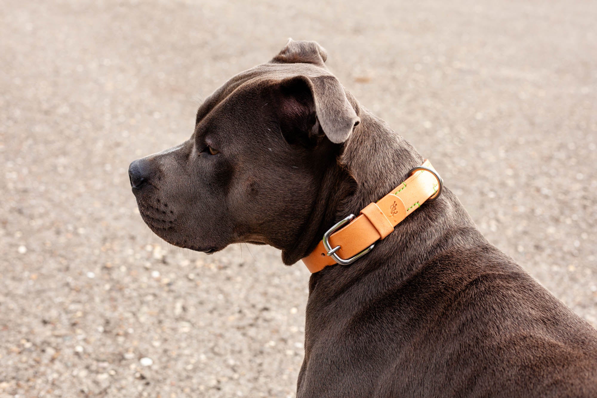 handgefertigtes Hundehalsband aus Leder von Hand genäht