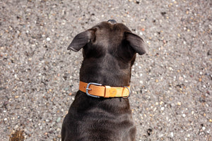 Lederhalsband Hund