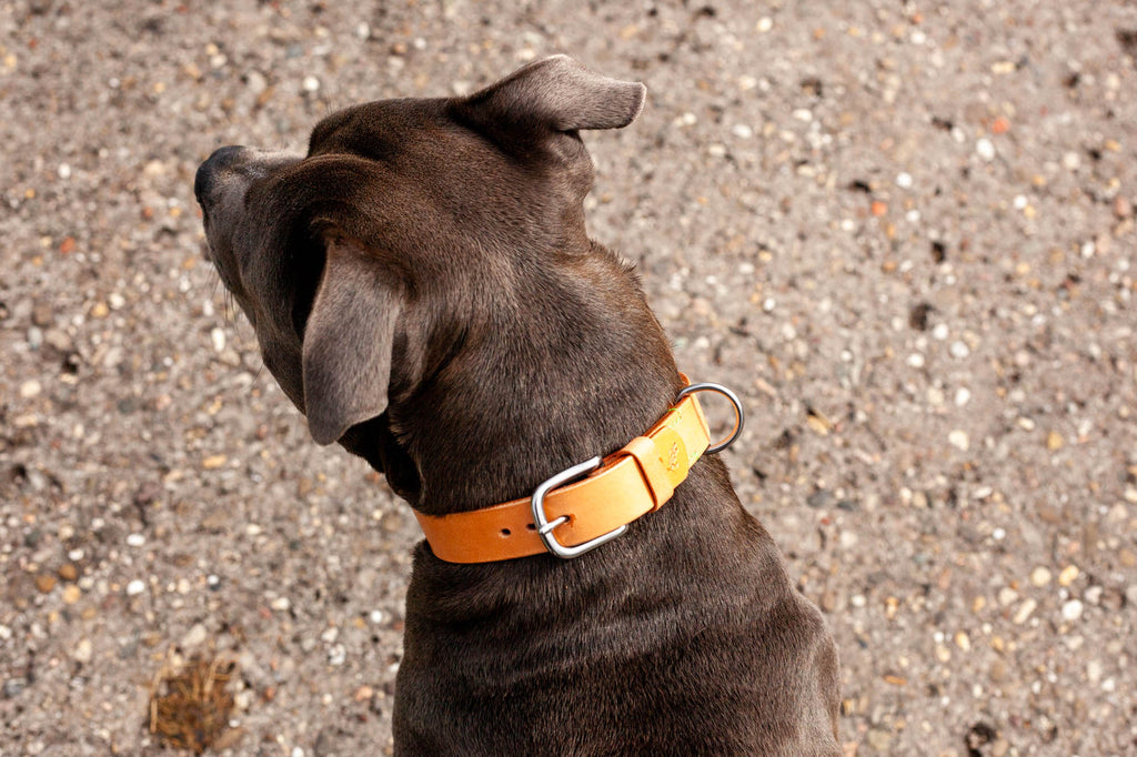 Halsband aus Leder für Hunde