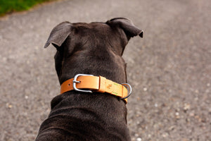 Hundehalsband Lederhalsband für Hunde