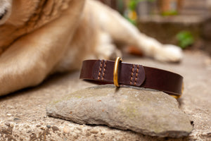 dunkelbraunes Hundehalsband aus Leder mit Messingschnalle