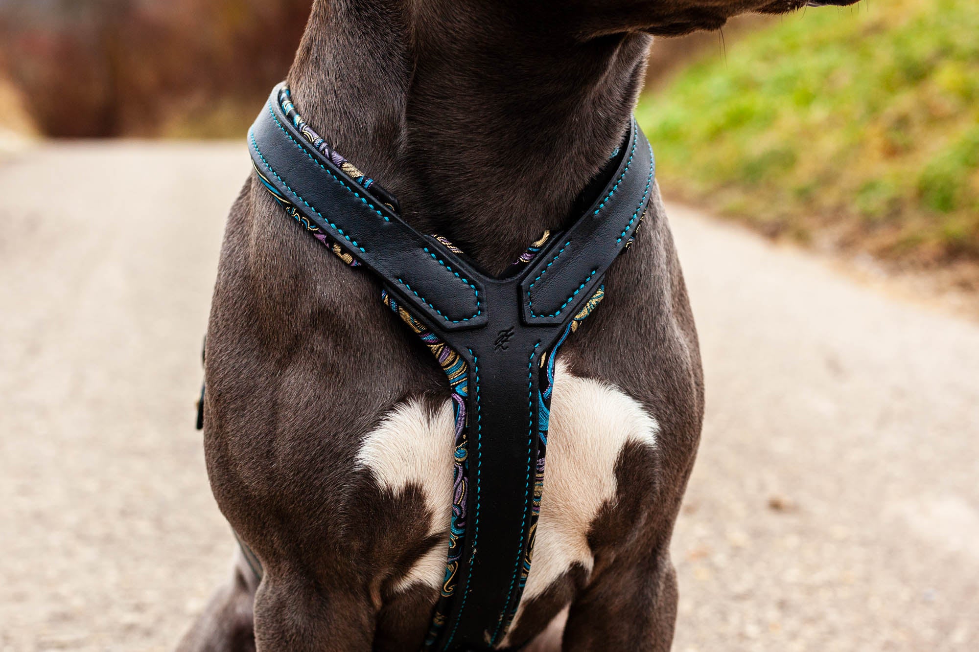 Handgefertigtes Maßgeschirr Hundegeschirr auf Maß aus Leder