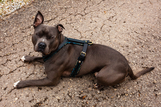 Geschirr Brustgschirr Ledergeschirr Hund
