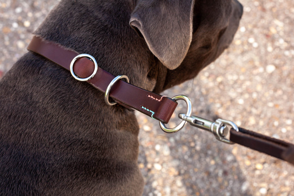 Retrieverhalsband aus Leder