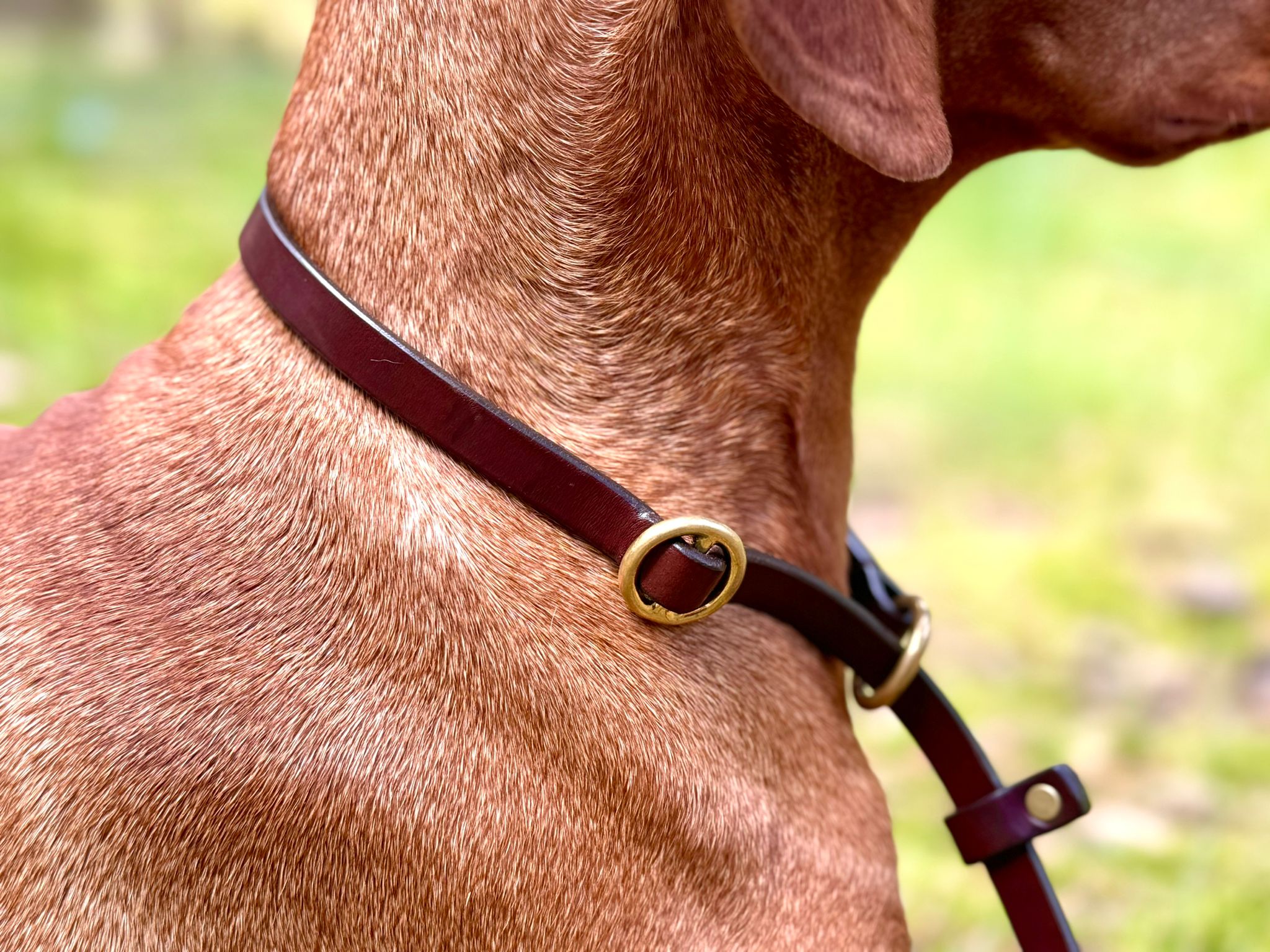 Retrieverleine für Hunde Leine Halsband Leder