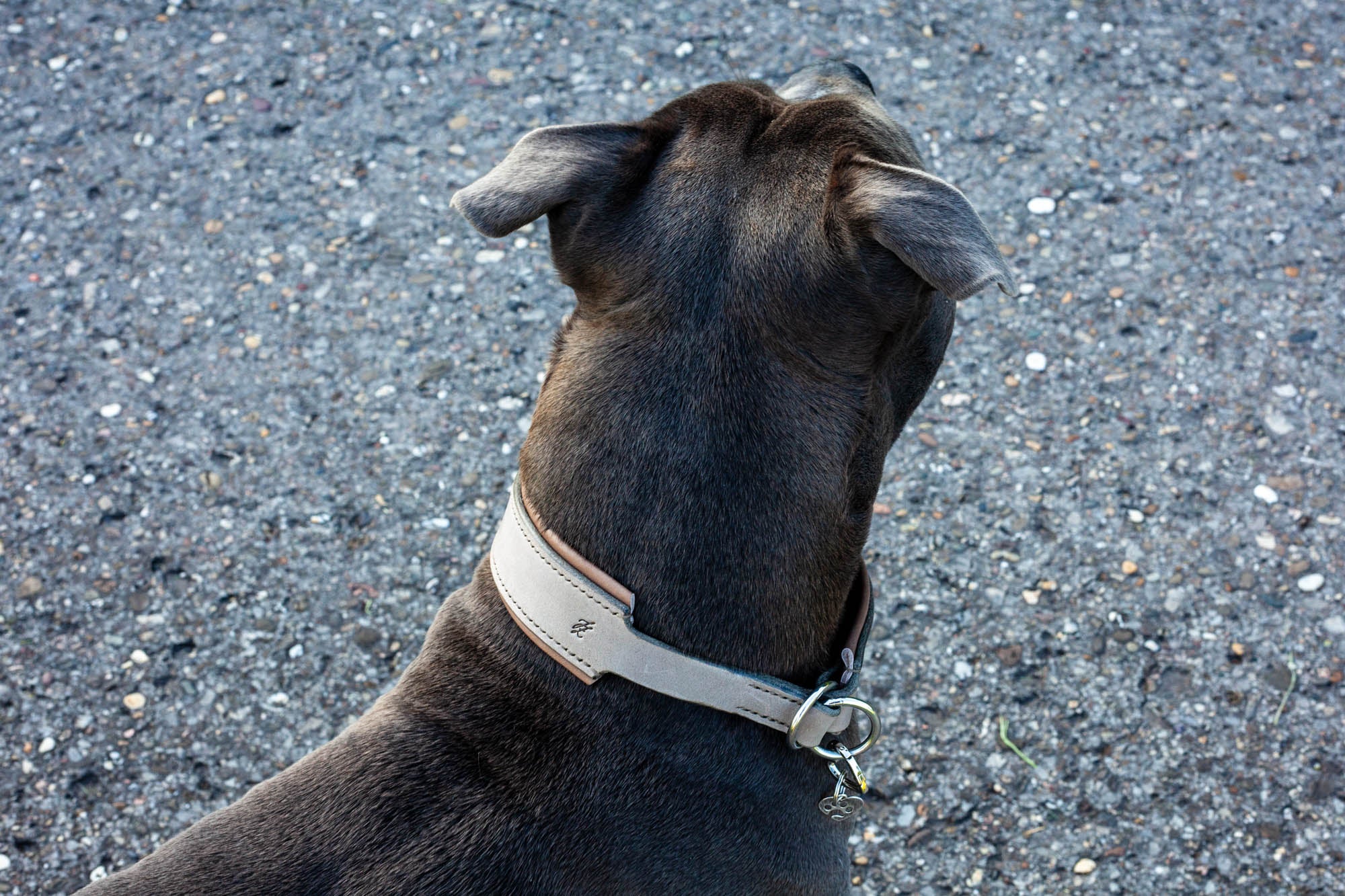 Zugstopp Halsband Leder für Hunde maßgefertigt