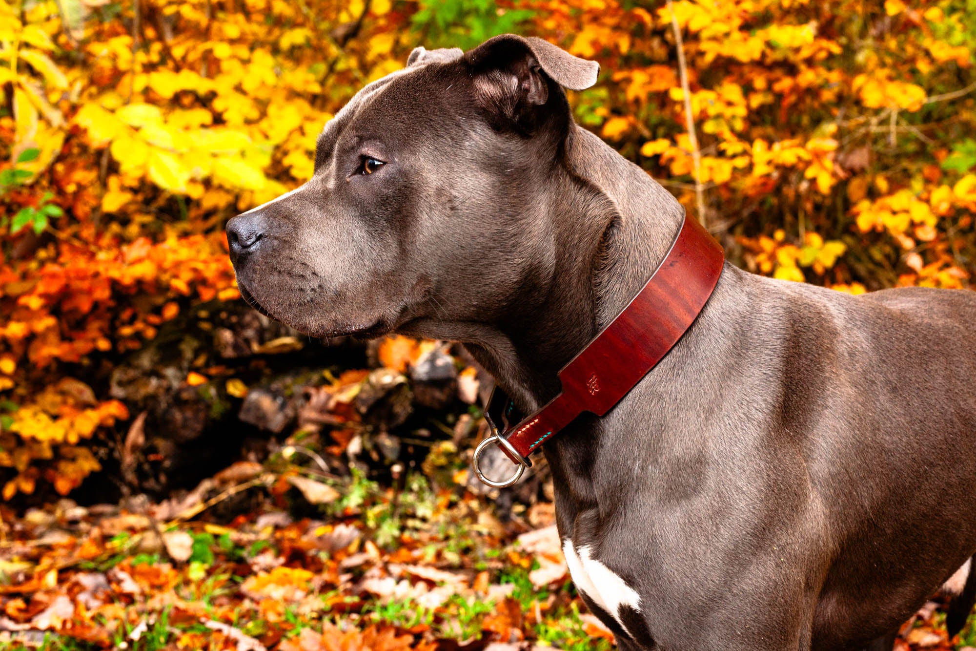 dunkelbraunes Lederhalsband handgefertigtes Hundehalsband Zugstopp