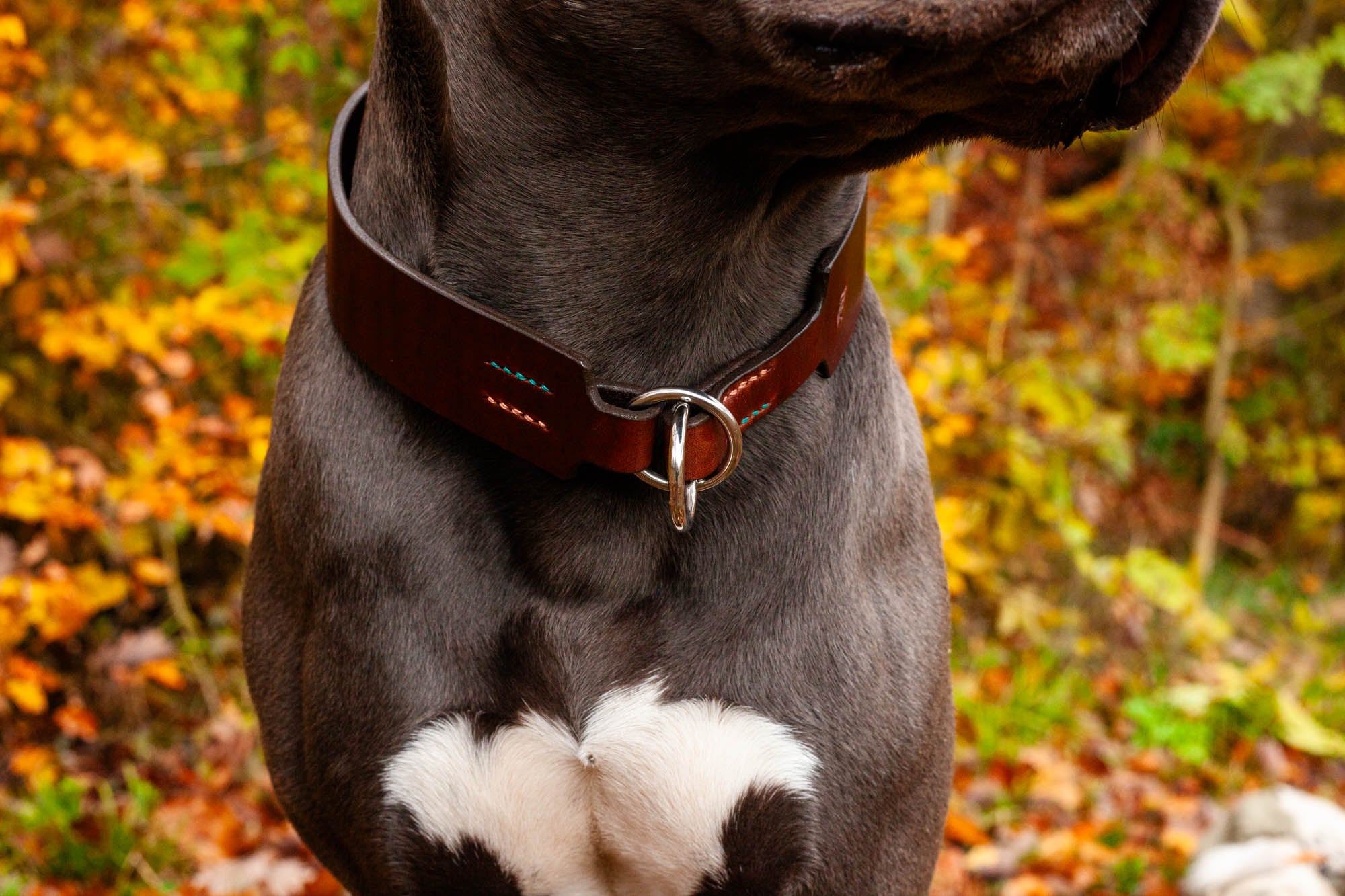 Zugstopphalsband Zugstopp Halsband Hundehalsband Leder